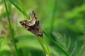 Attēlu rezultāti vaicājumam “Protodeltote pygarga”