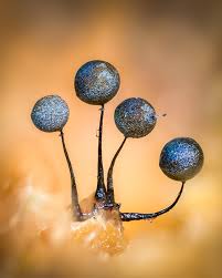 Attēlu rezultāti vaicājumam “Lamproderma sp.”