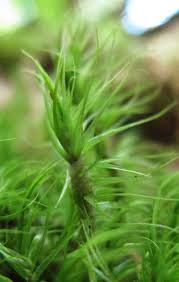 Attēlu rezultāti vaicājumam “Dicranum majus”