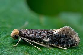 Attēlu rezultāti vaicājumam “Monopis weaverella”