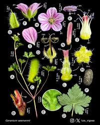 Attēlu rezultāti vaicājumam “Geraniaceae”