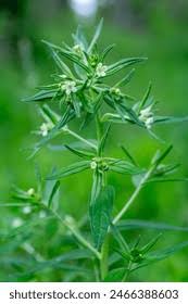 Attēlu rezultāti vaicājumam “Lithospermum officinale”