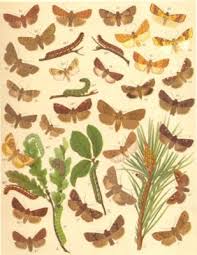 Attēlu rezultāti vaicājumam “Orthosia miniosa imago”