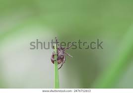 Attēlu rezultāti vaicājumam “Dermacentor reticulatus female”