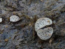 Attēlu rezultāti vaicājumam “Poronia punctata”