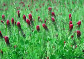 Image result for Trifolium incarnatum