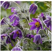 Image result for Kuhschelle