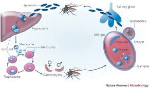 Attēlu rezultāti vaicājumam “Diachea muscorum plasmodium”