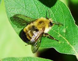 Attēlu rezultāti vaicājumam “Bombus”