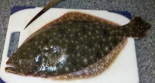 Image result for Paralichthys dentatus