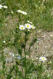 Attēlu rezultāti vaicājumam “Tripleurospermum inodorum leaf”