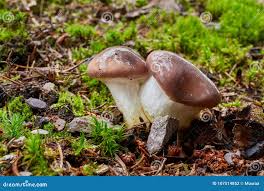 Attēlu rezultāti vaicājumam “Gomphidius glutinosus”