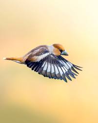 Attēlu rezultāti vaicājumam “Coccothraustes coccothraustes”