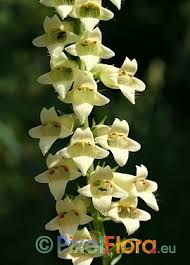 Image result for Digitalis lutea