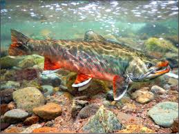 Image result for Salvelinus malma