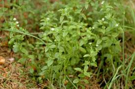 Attēlu rezultāti vaicājumam “Moehringia trinervia bud”