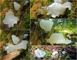 Attēlu rezultāti vaicājumam “Pseudohydnum gelatinosum”