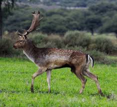 Attēlu rezultāti vaicājumam “Dama dama”