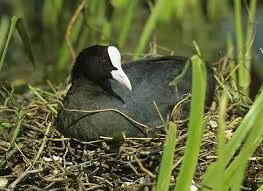 Attēlu rezultāti vaicājumam “Fulica atra nest”