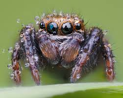 Attēlu rezultāti vaicājumam “Evarcha falcata”