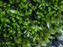 Attēlu rezultāti vaicājumam “Homalothecium sericeum”