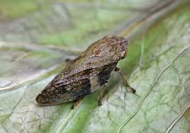 Attēlu rezultāti vaicājumam “Aphrophora alni”