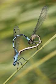 Attēlu rezultāti vaicājumam “Enallagma cyathigerum male”