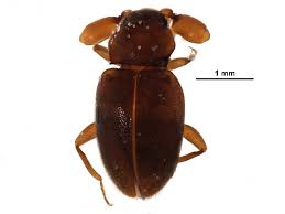 Attēlu rezultāti vaicājumam “Endomychidae”