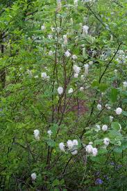 Attēlu rezultāti vaicājumam “Fothergilla major”
