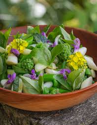 Attēlu rezultāti vaicājumam “Typha latifolia fruit”