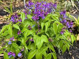 Attēlu rezultāti vaicājumam “Lathyrus vernus”