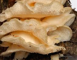 Attēlu rezultāti vaicājumam “Climacodon septentrionalis”