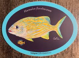 Image result for Haemulon flavolineatum