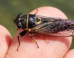 Attēlu rezultāti vaicājumam “Platyptilia sp.”