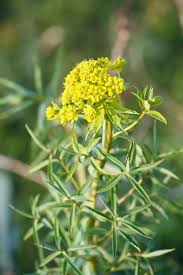 Attēlu rezultāti vaicājumam “Euphorbia virgata”