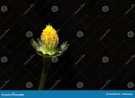 Attēlu rezultāti vaicājumam “Ranunculus lingua bud”