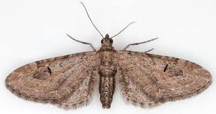 Attēlu rezultāti vaicājumam “Eupithecia subumbrata larva”