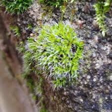 Attēlu rezultāti vaicājumam “Tortula muralis”