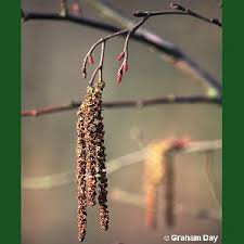 Attēlu rezultāti vaicājumam “Alnus glutinosa flower”