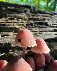 Attēlu rezultāti vaicājumam “Mycena haematopus”