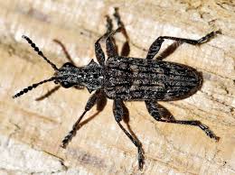 Attēlu rezultāti vaicājumam “Rhagium inquisitor”