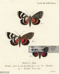 Attēlu rezultāti vaicājumam “Catocala pacta”