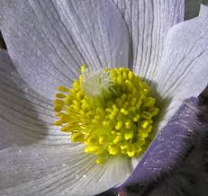 Attēlu rezultāti vaicājumam “Pulsatilla patens”