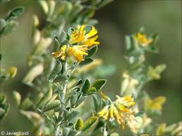 Attēlu rezultāti vaicājumam “Medicago”