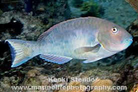 Image result for Sparisoma rubripinne