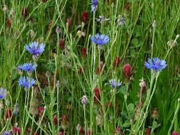 Attēlu rezultāti vaicājumam “Cyanus segetum flower”