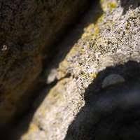 Attēlu rezultāti vaicājumam “Chaenotheca trichialis”