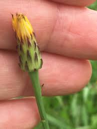 Attēlu rezultāti vaicājumam “Hypochaeris radicata bud”