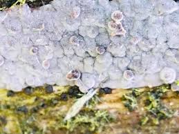 Attēlu rezultāti vaicājumam “Nectriopsis violacea”