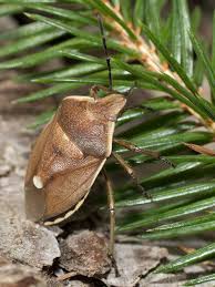 Attēlu rezultāti vaicājumam “Chlorochroa juniperina”